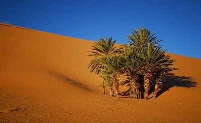 oasis in the desert